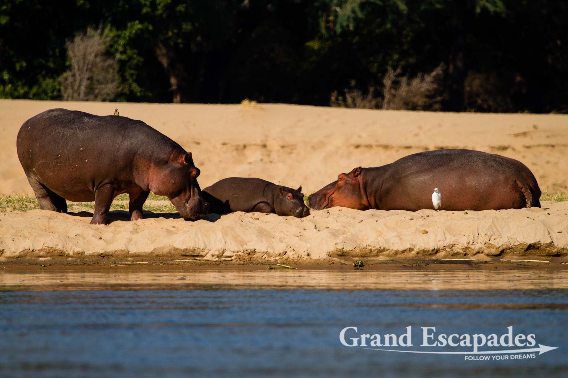 Hippopotamus (Hippopotamus Amphibious), Mana Pools National Park, Zimbabwe, Africa